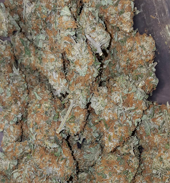Where To Buy Weed Online Sydney Buy Amnesia Haze Australia. It exerts an almost psychedelic high that blasts the mind into the stratosphere.