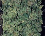Buy Jamaican Pearl Weed in Australia Buy Weed Online Adelaide. Its sweet potent outdoor sativa brings a taste of the Caribbean to cannabis consumers.