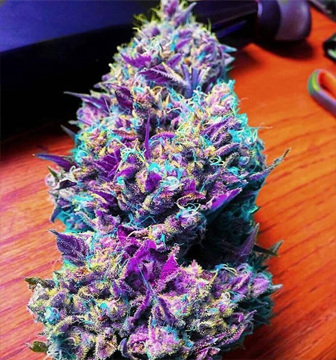 Where To Buy Purple Haze Online Singleton Buy Weed Australia. It is one of the best strains for first time smokers it has a pleasant smell with it.....