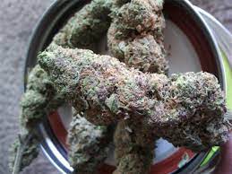 Buy Cannabis Online Port Macquarie Buy Weed Online Australia. It has a strong floral aroma that will make you think of a fresh sprig of lavender blooms.