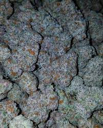 Buy Cannabis Online Port Macquarie Buy Weed Online Australia. It has a strong floral aroma that will make you think of a fresh sprig of lavender blooms.