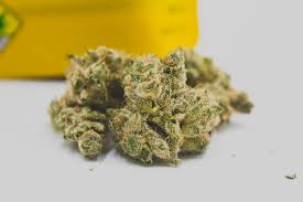 Where to Buy Cannabis Online Hobart Buy Weed Online Australia. Patients often choose it when dealing with anxiety, lack of appetite, and stress.