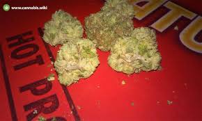 Buy Cherry Kush Online In Australia Weed Shop Online In Darwin. It starts out as stimulating and cerebral before fading into a deep feeling of relaxation.