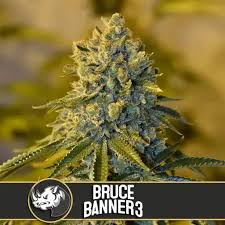 Where To Buy Cannabis Online Perth Buy Bruce Banner Australia. Its effects are strong and come quickly before dissipating into a euphoric and creative high.