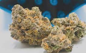 Buy Quality Weed Online Australia Cannabis Shop Online Cairns. Its characterized by frosty resinous buds with a sweet and fruity aroma of fresh cherries.