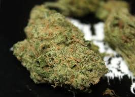 Where to Buy Cannabis Online Dubbo Buy Weed Online Australia. These buds are pretty to look at with colors like purples, blues all coated in orange hairs.