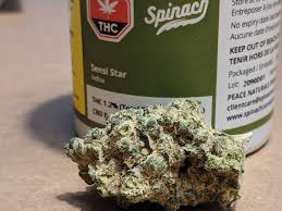 Buy Sensi Star Strain Online Hervey Bay Buy Cannabis Australia. The effects of this strain will make you feel relaxed and sedated from head-to-toe.