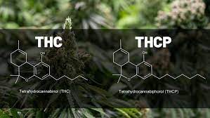 Buy THCP Vapes Online Australia Buy HHC Vapes In Australia. Buy THC-P vape cartridges and other THCP products online here.